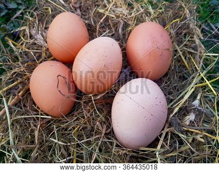 Red Chicken Eggs In A Straw Nest In The Countryside