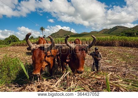 Sugarcane Harvest In The Dominican Republic. The Haitian Driver Drives A Stick With A Stimulus, A Ca