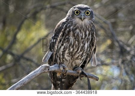 The Barking Owl Is Also Known As The Screaming Woman Owl. The Barking Owl Is Brown And White With Ye