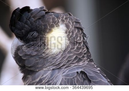 This Is A Close Up Of A  Female Red Tailed Black Cockatoo