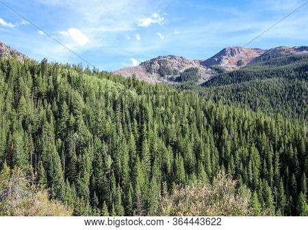 Beautifull Pine Trees And The Rocky Mountains Are Seen For Miles Along Independence Pass In Clorado