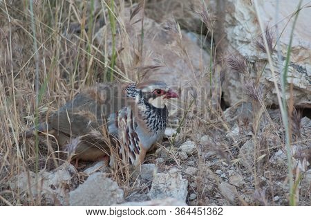 Red-legged Partridge Alectoris Rufa With Their Chicks Hidden Under The Plumage.