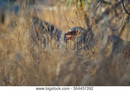 Red-legged Partridge Alectoris Rufa Calling Hidden In The Vegetation.