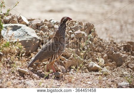 Red-legged Partridge Alectoris Rufa, Cruz De Pajonales.