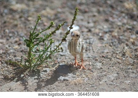 Chick Of Red-legged Partridge Alectoris Rufa, Cruz De Pajonales.