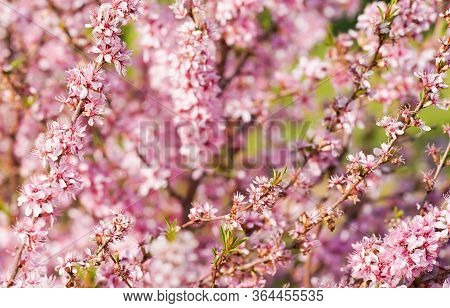 Pink Background Of Flowers. Low Almonds, Steppe Almonds, Dwarf Almonds - These Are Plants Of Low, Sl