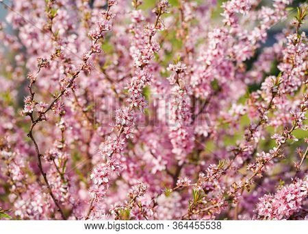 Pink Background Of Flowers. Low Almonds, Steppe Almonds, Dwarf Almonds - These Are Plants Of Low, Sl