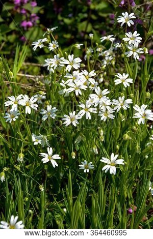 Meadow With White Blooming Stellaria Holostea. Plants Of Ukraine.