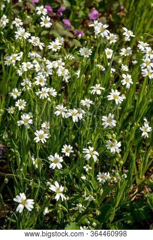 Meadow With White Blooming Stellaria Holostea. Plants Of Ukraine.