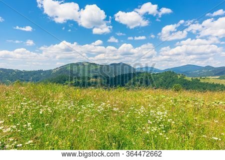 Summer Scenery Of Mountainous Countryside. Alpine Hay Fields With Wild Herbs On Rolling Hills At Hig