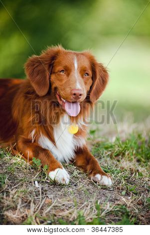 glÃ¼ckliche Hund-Apportierhund