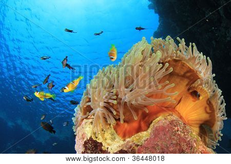 Morski anemon, Clownfish i Damselfishes na rafa koralowa w Morzu Czerwonym