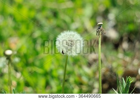 White Fluffy Dandelion Flower On The Green Grass Blurred Bokeh Amazing Nature Background. Tranquil M