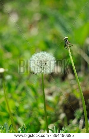 White Fluffy Dandelion Flower On The Green Grass Blurred Bokeh Amazing Nature Background. Tranquil M