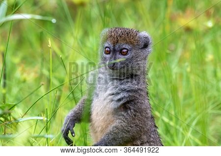 A Bamboo Lemur Between The Tall Grass Looks Curious