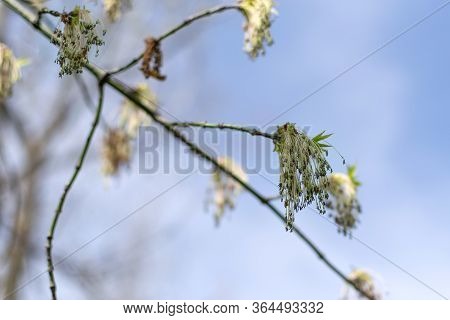Young Branch Of Maple In Spring Against The Blue Sky. Younger Greener Leaves On A Branch
