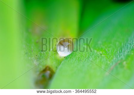 Green Background Made Of Fresh Plants. Natural Texture