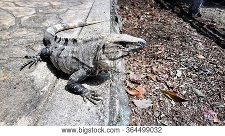 A Large Beautiful Gray-white Iguana Basks In The Morning Sunlight On A Stone Path. The Look Is Serio