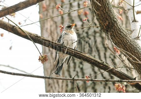 The Fieldfare (turdus Pilaris) Is A Member Of The Thrush Family Turdidae.