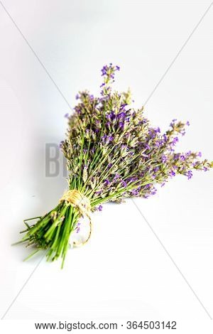 Lavandula Hidcote Isolated On White Background. Wildflowers