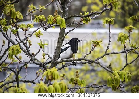 A Magpie Sits On Top Of A Chestnut Tree That Will Bloom Soon. A Stunning View Of The Verdant Chestnu