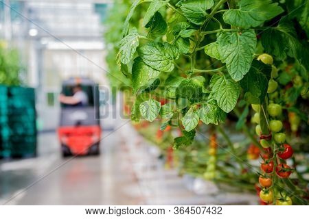 Beautiful Red Ripe Tomatoes Grown In A Greenhouse.