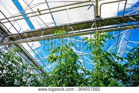 Modern Greenhouse With Tomato Plants. Beautiful Background