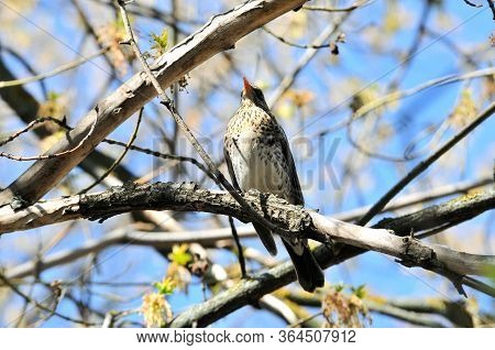 The Fieldfare (turdus Pilaris) Is A Member Of The Thrush Family Turdidae.
