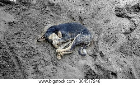 Stray Dog Sleeping In Dirty Ground Hunger Lonely