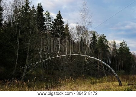 Birch Bended On Top Of Which Other Birches Grow In The Forest