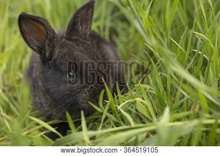 Little Black Rabbit On Green Grass On A Summer Day.