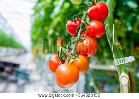Beautiful Red Ripe Tomatoes Grown In A Greenhouse.