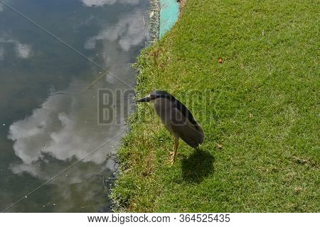 A Croaker Bird On A Green Lawn On A Beach In The Dominican Republic.