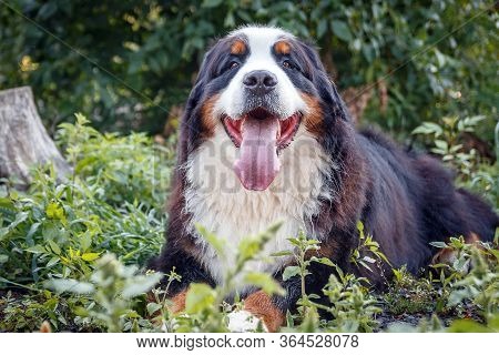 The Dog Of The Bernese Zennenhund Breed Lies In The Grass. Close-up.