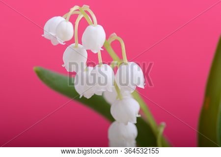 Lilies Of The Valley On A Red Background Close Up