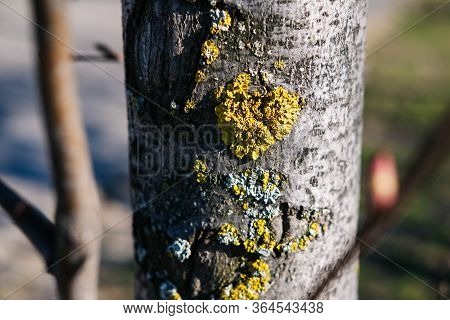 Fungal Diseases On A Tree Trunk In The Shape Of A Heart.