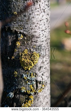 Fungal Diseases On A Tree Trunk. Spring Sunny Weather.