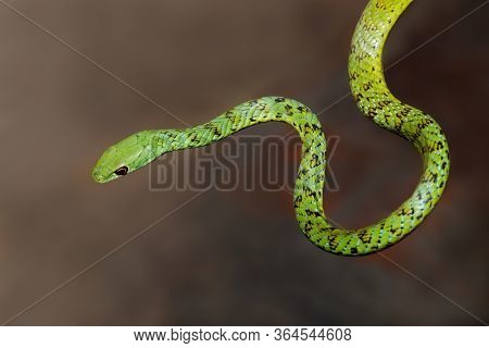 Close-up of an alert spotted bush snake (Philothamnus semivariegatus), South Africa