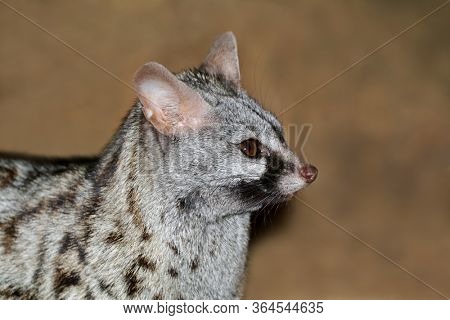 Close-up portrait of a large-spotted genet (Genetta tigrina), South Africa 