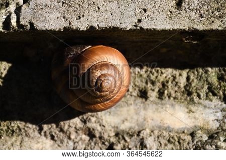 Cute Snail Stick On Rock Stone Wall On A Sunny Day During Summer Or Autumn Time. Country Side Artist