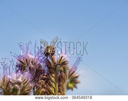 Honey Bee Collecting Pollen And Honey From Lacy Phacelia (phacelia Tanacetifolia) Blue Flowers