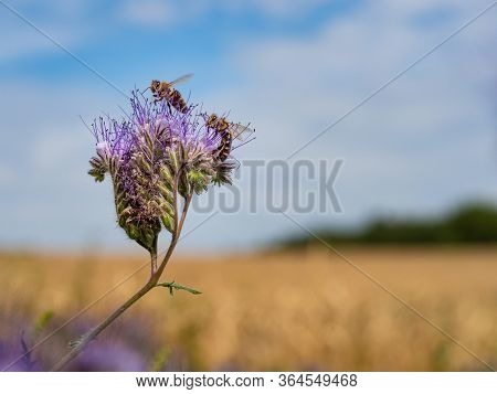Honey Bee Collecting Pollen And Honey From Lacy Phacelia (phacelia Tanacetifolia) Blue Flowers