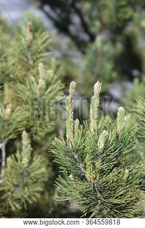 Dwarf Mountain Pine Mughus - Latin Name - Pinus Mugo Mughus