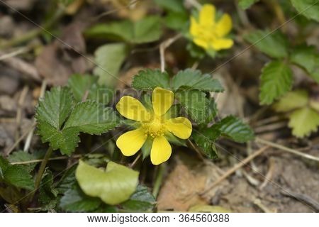 Indian Strawberry Flower - Latin Name - Duchesnea Indica (potentilla Indica)