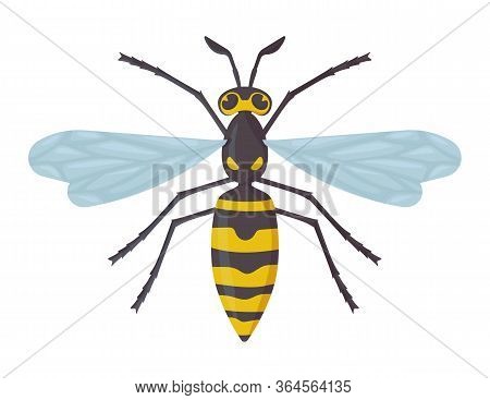 Detailed Wasp Isolated On White Background. Insect, Hornet, Dangerous Concept. Stock Vector Illustra