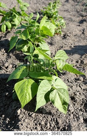 Beanstalks Grow In The Home Garden. Homegrown Beans.