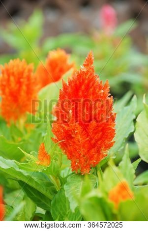 Red Celosia Plumosa In Potted, Dwarf Celosia. Pot Plants In Greenhouse