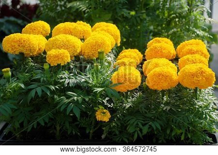 Marigolds Gold Color (tagetes Erecta, Mexican Marigold)