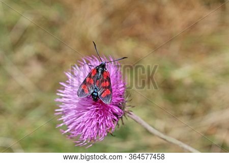 Six Spot Burnet Moth On A Thistle