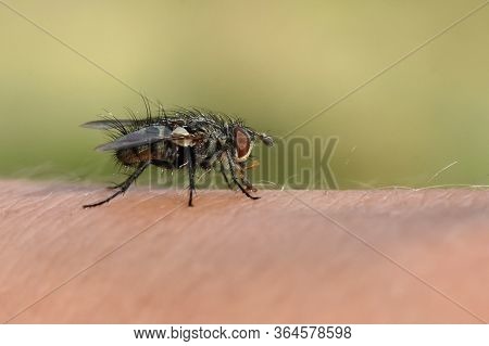 Fly On Human Skin. House Fly Close Up